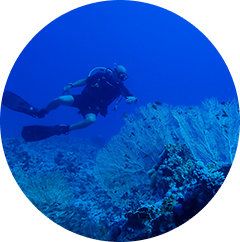 Global Dive Destinations